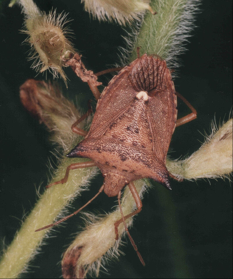 Adult form of Neotropical brown stink bug Euschistus heros